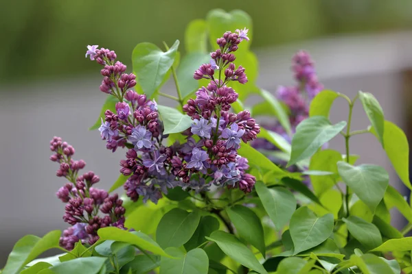 Primavera flor lila — Foto de Stock