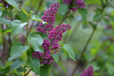 Eflatun çiçekli bahar