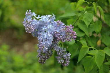 Eflatun çiçekli bahar