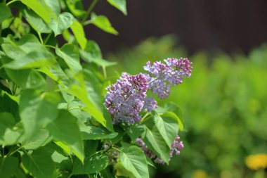 Eflatun çiçekli bahar