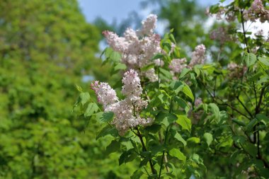 Eflatun çiçekli bahar