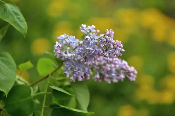 Primavera flor lila — Foto de Stock