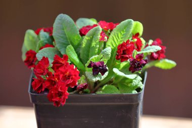 Parlak çiçekli çuha çiçeği