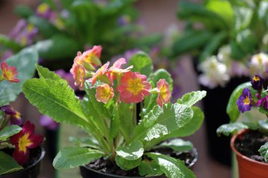 Parlak çiçekli çuha çiçeği