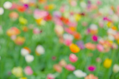 bulanık bahar arka plan