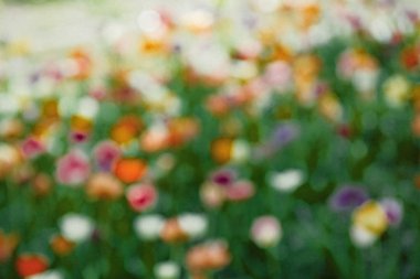 bulanık bahar arka plan