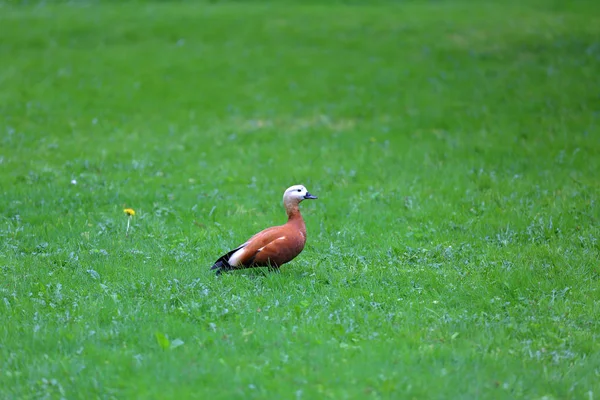 Canard femelle adulte — Photo