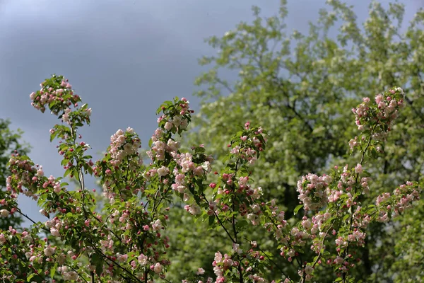 Lente ontplooiing van de appelboom — Stockfoto