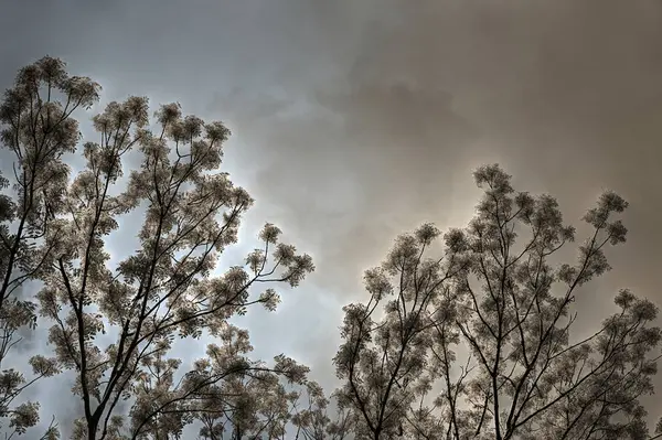 Lövfällande träd på kvällen — Stockfoto
