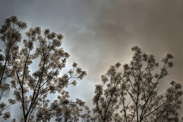 Árvore caduca à noite — Fotografia de Stock