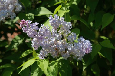 Eflatun çiçekli bahar