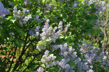 Eflatun çiçekli bahar