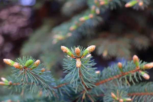 Pine tree texture
