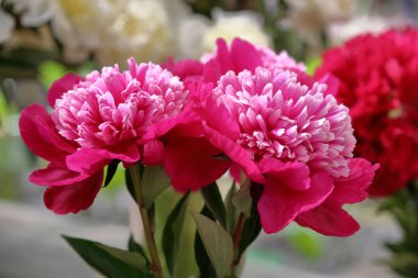 Parlak şakayık çiçeği