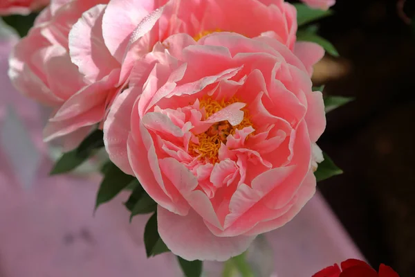 Floraison de pivoines brillantes — Photo