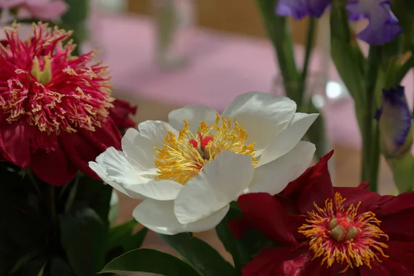 明るいピオニーの花 — ストック写真
