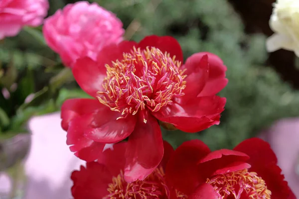 Flor de peonía brillante —  Fotos de Stock