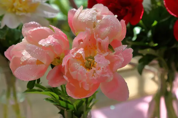 Floraison de pivoines brillantes — Photo