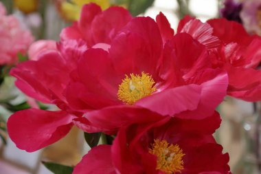 Parlak şakayık çiçeği