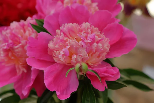 明るいピオニーの花 — ストック写真