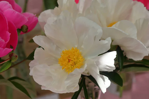 Bright peony bloom — Stock Photo, Image