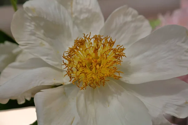 明るいピオニーの花 — ストック写真