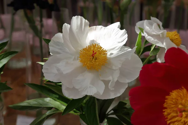 Bright peony bloom — Stock Photo, Image