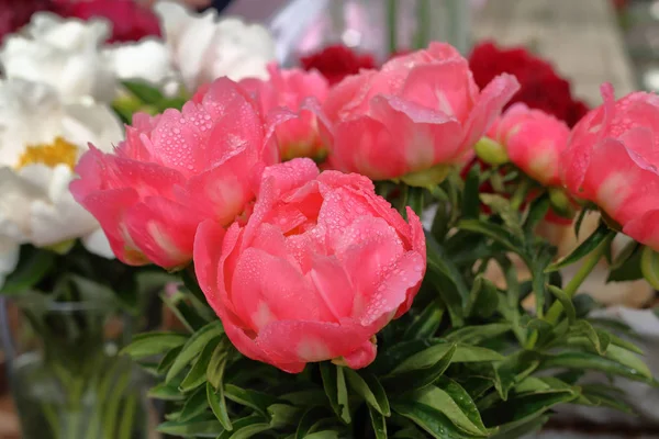 Bright peony bloom — Stock Photo, Image