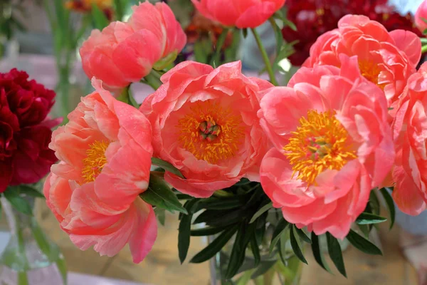 Bright peony bloom — Stock Photo, Image