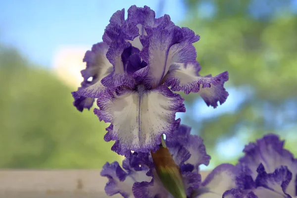 Fiore di iride brillante — Foto Stock