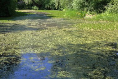 Şehir gölet duckweed