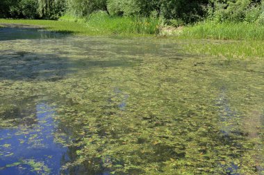 Şehir gölet duckweed