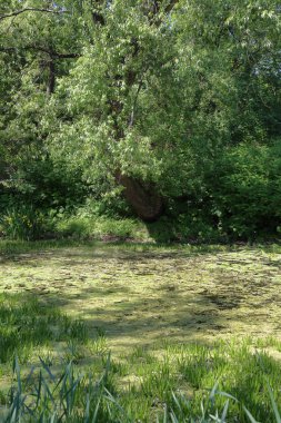 Şehir gölet duckweed
