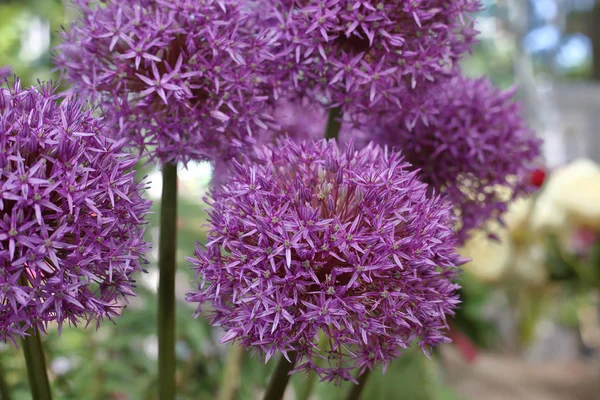 Flor de verano floreciendo — Foto de Stock