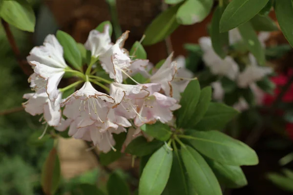 Summer flower blooming — Stock Photo, Image