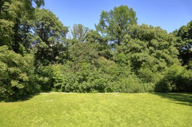 Yaz parkta yeşil çim