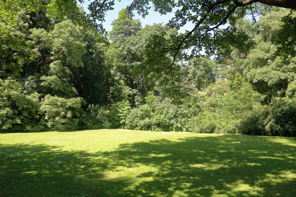 A small glade with trees and a green grass in the city summer park