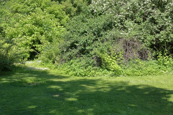 Zielony trawnik w parku lato — Zdjęcie stockowe