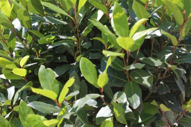 Taze defne çalısı