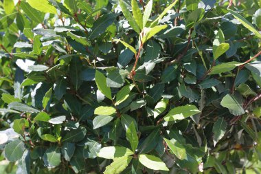 Taze defne çalısı