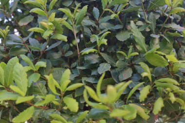 Taze defne çalısı