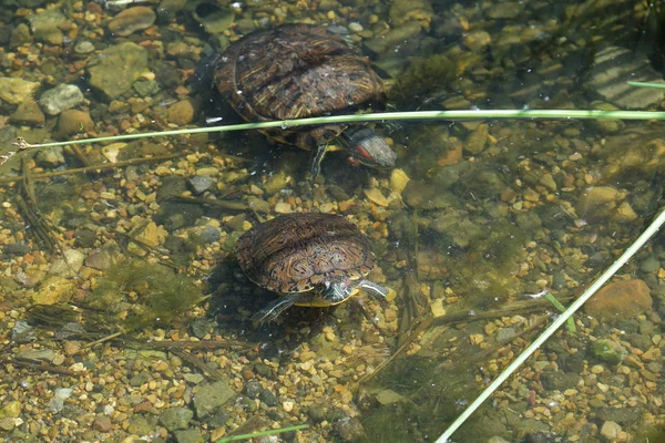 Turtles and muddy water