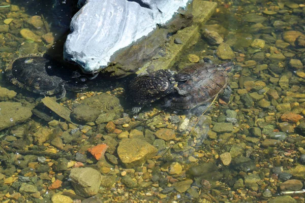 Kaplumbağalar ve çamurlu su — Stok fotoğraf
