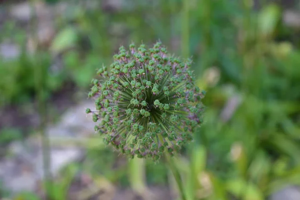 Ovanlig Prickly blomma av Allium — Stockfoto