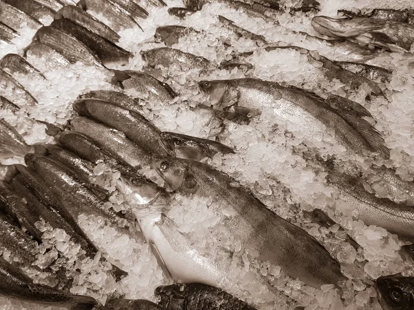 Pescado recién capturado — Foto de Stock