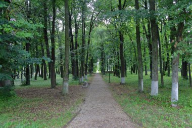 Parkta yürüyüşler için yol