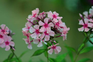 Parlak phlox çiçek pitoresk çiçek