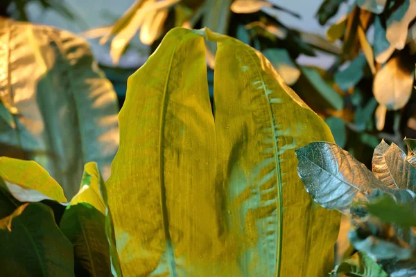Dickes saftiges Blatt einer großen grünen Pflanze — Stockfoto