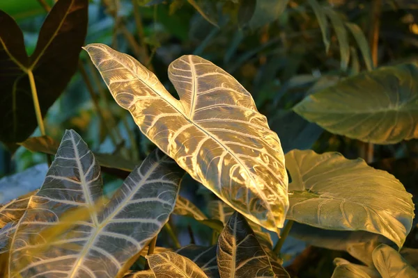 Foglia succosa spessa di una grande pianta verde — Foto Stock