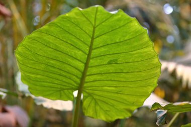 Büyük bir yeşil bitki kalın sulu yaprak